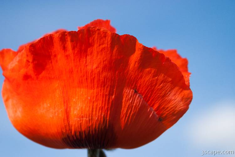 Poppy at the Iris Farm