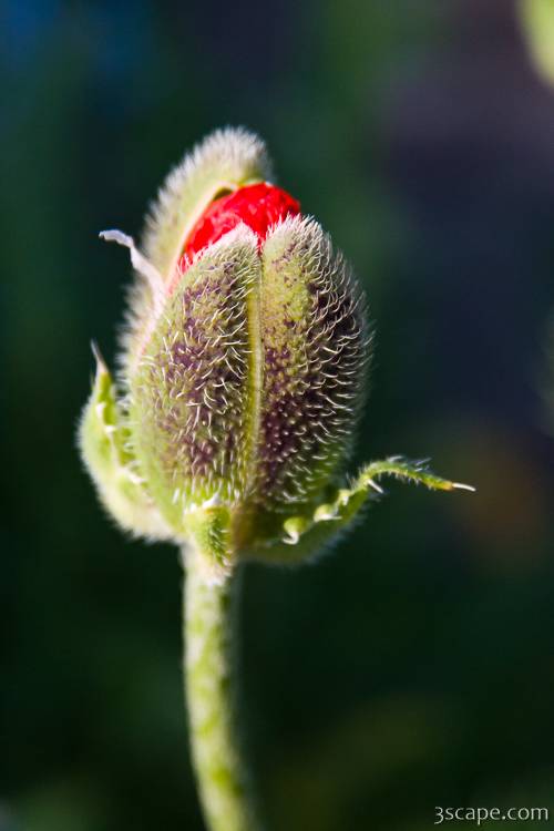 Budding flower