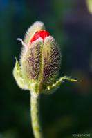 Next: Budding flower