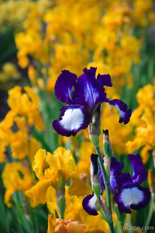 Irises at the Iris Farm