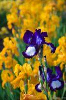 Irises at the Iris Farm