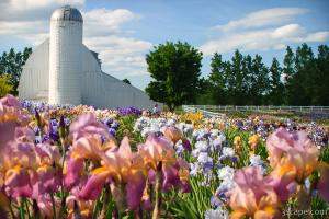 Iris Farm, west of Traverse City, MI