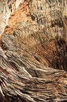 Dead, warped tree trunk