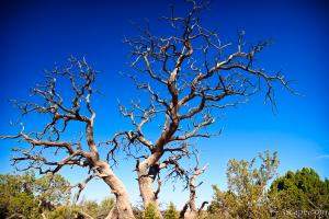 Dead desert tree