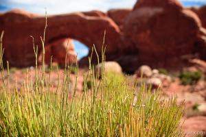 Desert grasses and North Window