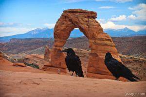Ravens visiting Delicate Arch