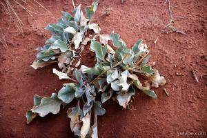 Weird desert plant