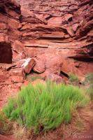 Greenery and Red Rock