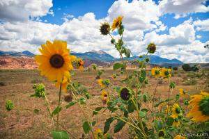 Wildflowers