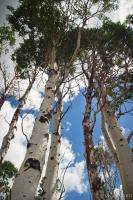 Aspens