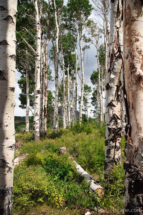 Aspens