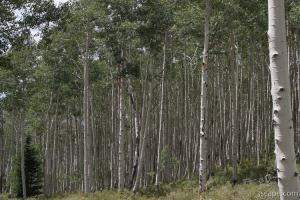 Aspens