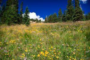 More wildflowers