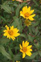 Still more wildflowers
