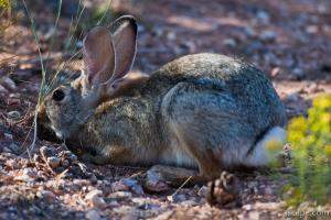 White Tailed Jackrabbit