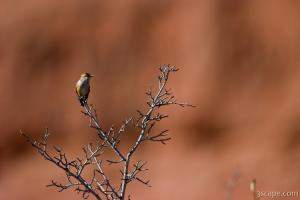 Hummingbird