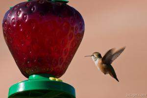 Hummingbird