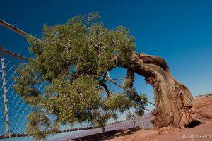 Juniper Tree