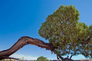 Juniper Tree