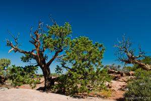 More desert trees