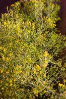 Desert plants