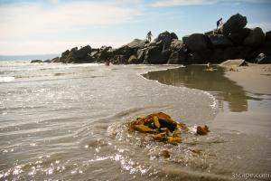 Seaweed