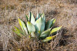 Desert foliage