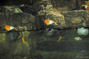 Previous: Puffins
