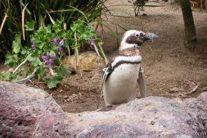 Galapagos penguin