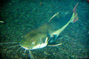 Some kind of huge catfish