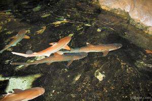 Sharks