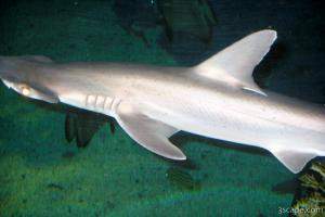 Hammerhead shark