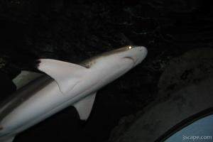 Walking through a tube underwater, sharks swim over and all around.