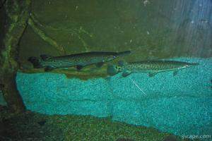 Some gars