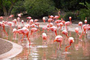 Flamingos.. uhhh...