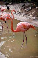 Flamingos