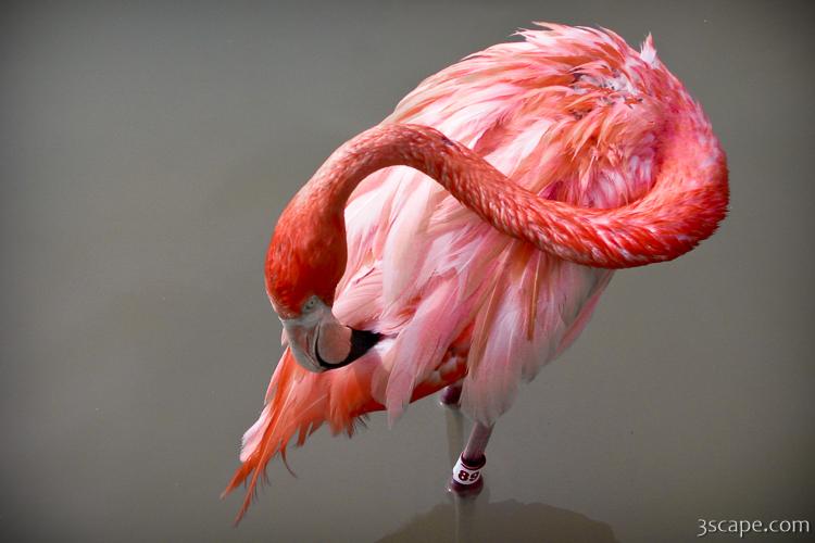 A Flamingo cleaning itself