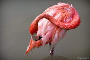 A Flamingo cleaning itself