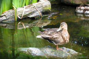 Just a duck