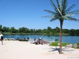 The beach and palm tree