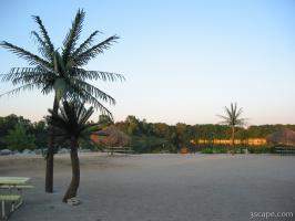 Beach and palm trees