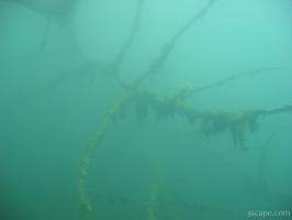 Some of the interesting things you can get stuck in under water