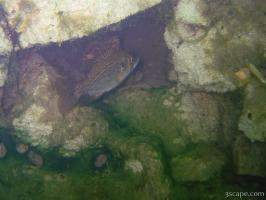 Next: Bass near his home