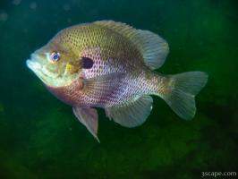 Blue Gill
