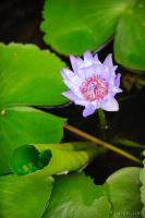 Lotus Flower and Lily Pad