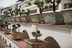 Bonsi trees at the Grand Palace