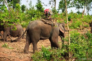 Elephant and driver