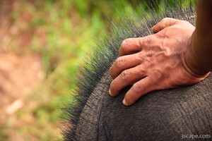Elephant hair