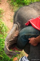 Driving the elephant