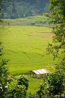 Rice farm